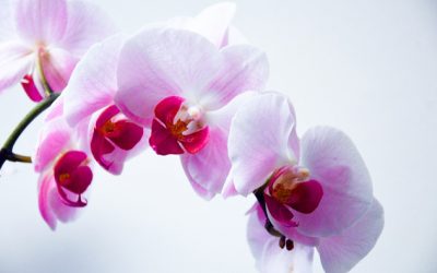 L’orchidée : Mes astuces pour la floraison et l’entretien