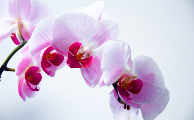 orchidee-blanche-fleurs