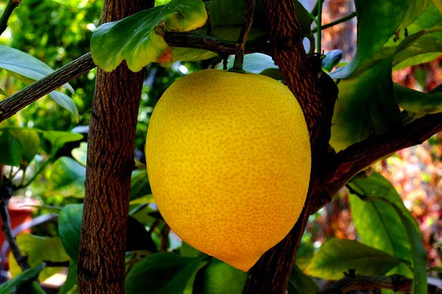 citron-citronnier-plante-fleuriste-nice-beafleurs