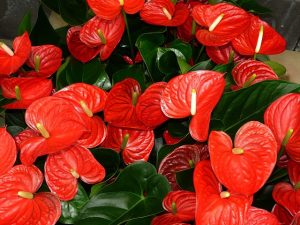 anthurium-fete-des-meres