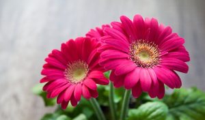 gerberas-fete-des-meres