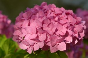 hortensia-fete-des-meres