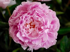 pivoines-fete-des-meres