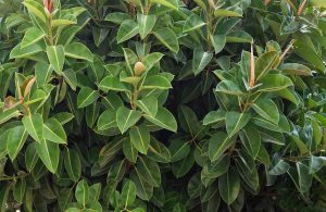 Ficus-caoutchouc-plante-depolluante