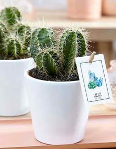 cactus-colonnaire-plante-depolluante