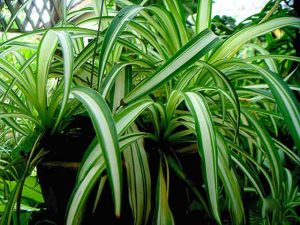 chlorophytum-plante-araignee-depolluante