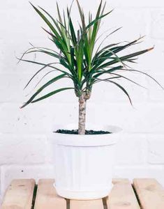 dracaena-margine-plante-depolluante