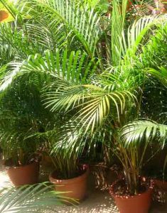 Palmier Areca XL Très grande plante d'intérieur dépolluante – La