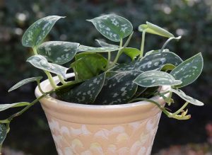 philodendron-plante-depolluante