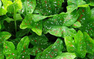 Plante dépolluante : Le Top des plantes à avoir !