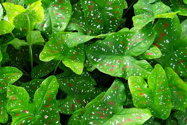 plante-depolluante-bea-fleurs-fleuriste-nice-maison-interieur