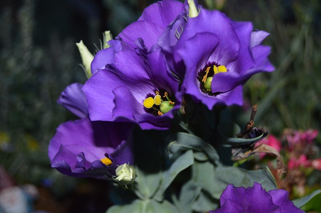 fleur-lisianthus-violet