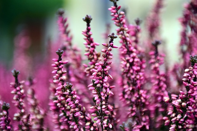 callune-fleurs-automne-nice