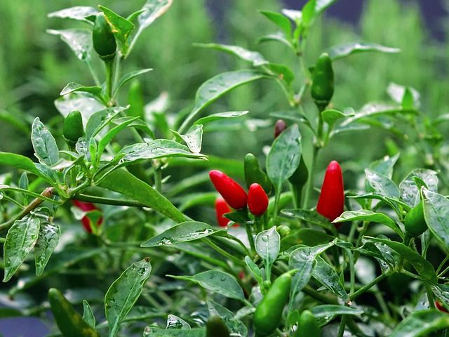 fleurs-capsicum-automne-beafleurs-nice