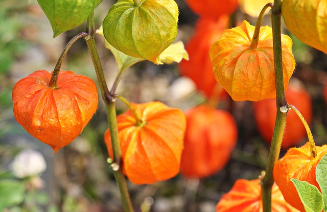 Les Fleurs d'Automne