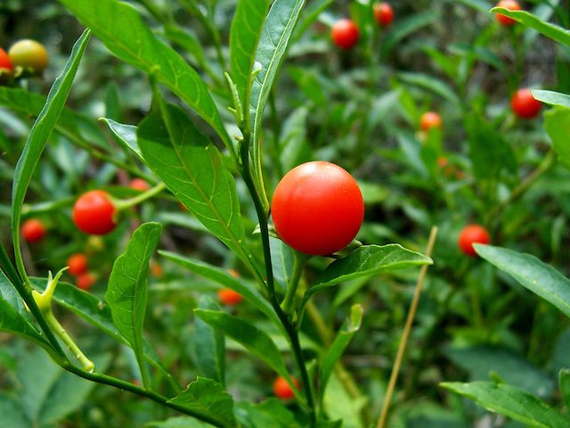 pommier-amour-plante-automne-beafleurs