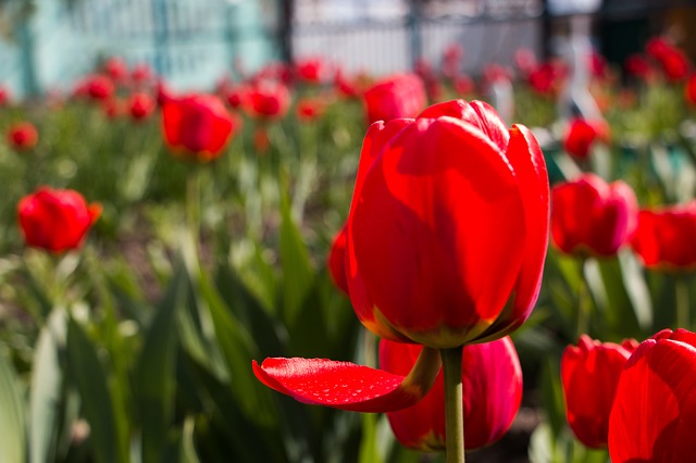 tulipe-rouge-saint-valentin