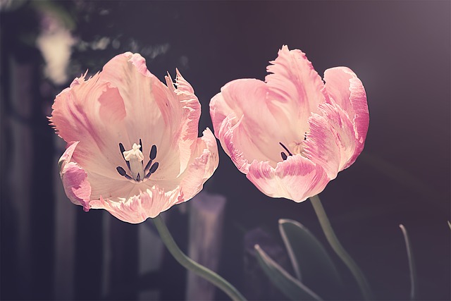 tulipe-fleurs-fete-grand-mere