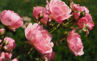 Bouture de rosier : Explication, période idéale et techniques de bouturage