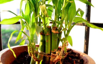 Planter et cultiver un bambou en pot : Guide et conseils de fleuriste